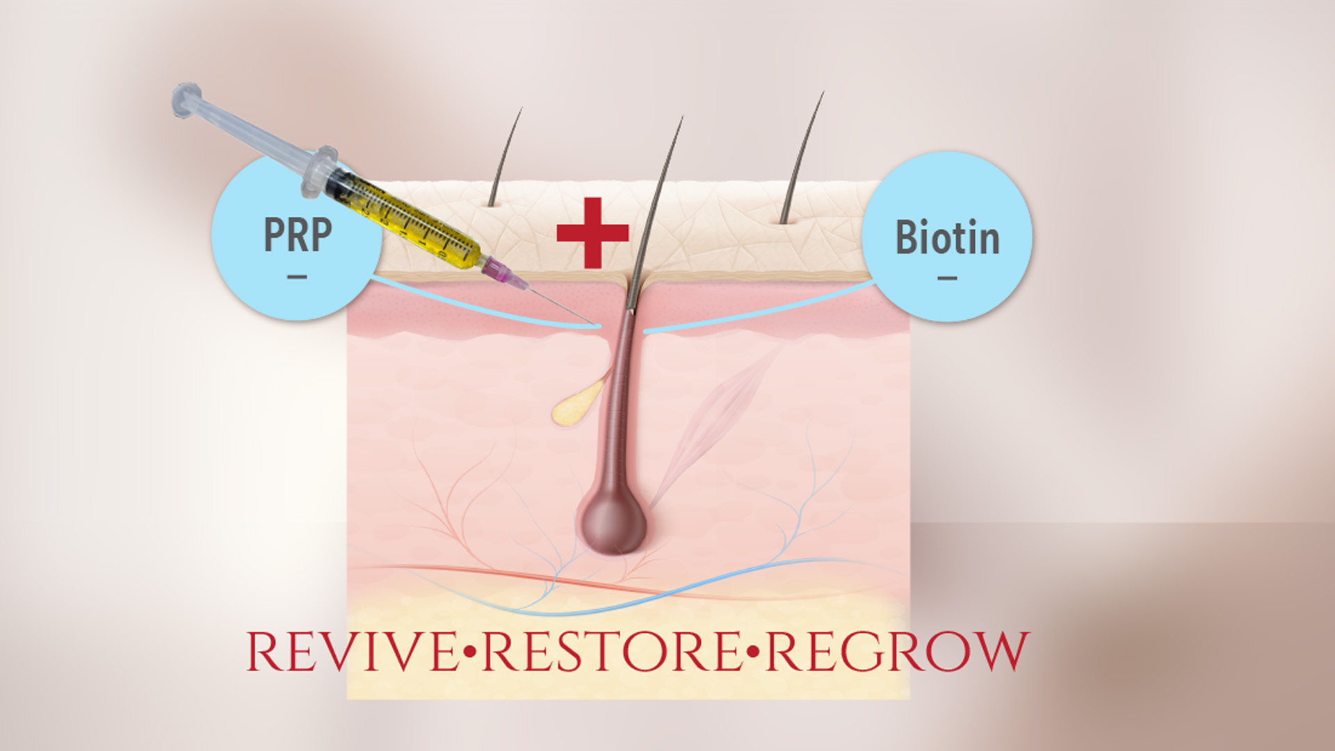 Hair Follicle Diagram