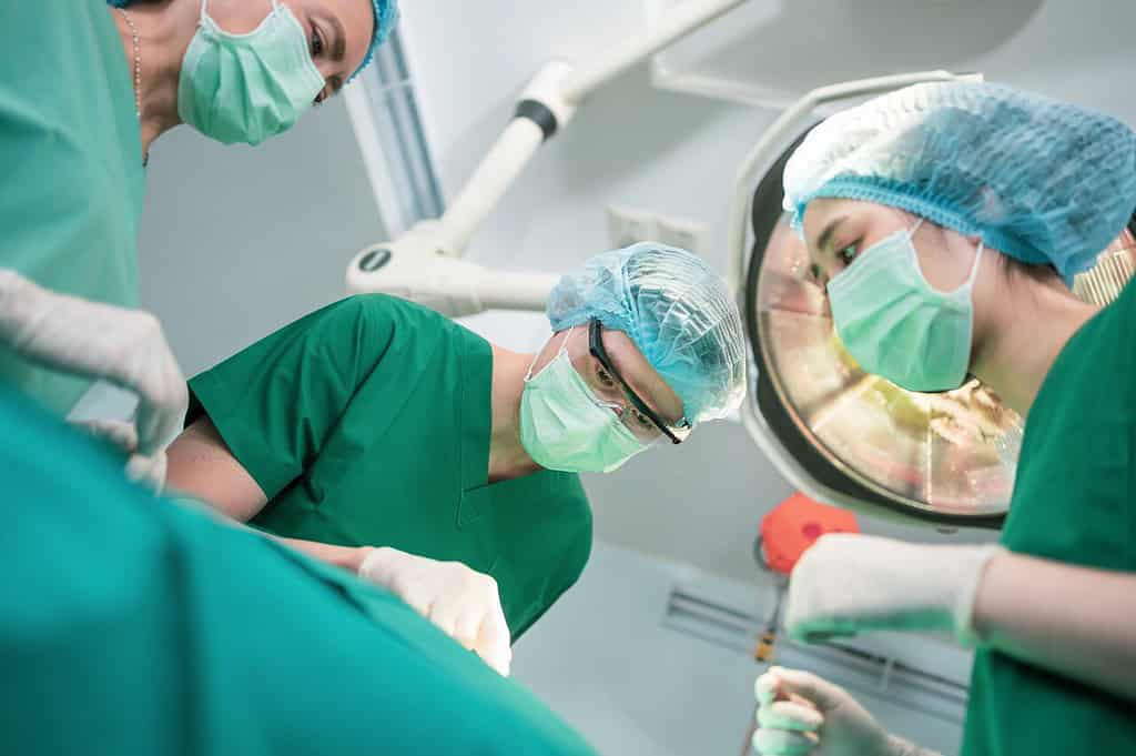 The nose being prepared before an open rhinoplasty.